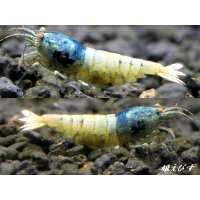 ECLIPSE turquoise(エクリプスターコイズ）　抱卵ペア+若個体の３匹　＜認証ステッカー付き＞