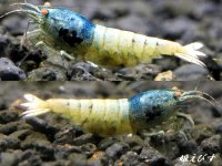 ECLIPSE turquoise(エクリプスターコイズ）　抱卵ペア+若個体の３匹　＜認証ステッカー付き＞