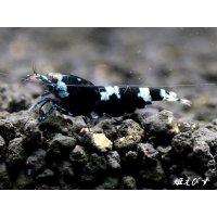 Black ECLIPSE Shrimp(ブラックエクリプス）　ペア＝２匹　＜認証ステッカー付き＞