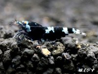 Black ECLIPSE Shrimp(ブラックエクリプス）　ペア＝２匹　＜認証ステッカー付き＞