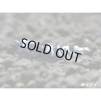 パープル Black ECLIPSE Shrimp(ブラックエクリプス）　ハイグレード抱卵♀個体＜認証ステッカー付き＞