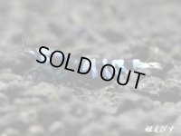 パープル Black ECLIPSE Shrimp(ブラックエクリプス）　ハイグレード抱卵♀個体＜認証ステッカー付き＞