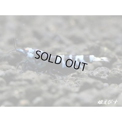 画像1: パープル Black ECLIPSE Shrimp(ブラックエクリプス）　ハイグレード抱卵♀個体＜認証ステッカー付き＞