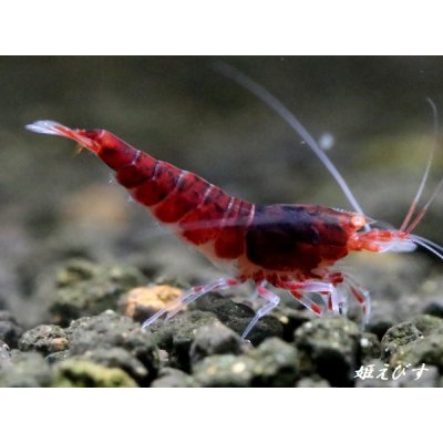 画像4: レッドダイヤゴールドアイ　即戦力２ペア＝４匹