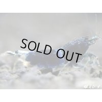 サムライブルー　２ペア＝４匹