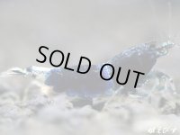 サムライブルー　２ペア＝４匹