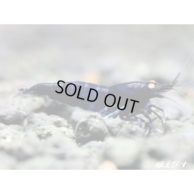 画像3: ブラックダイヤゴールドアイ　２ペア＝４匹　