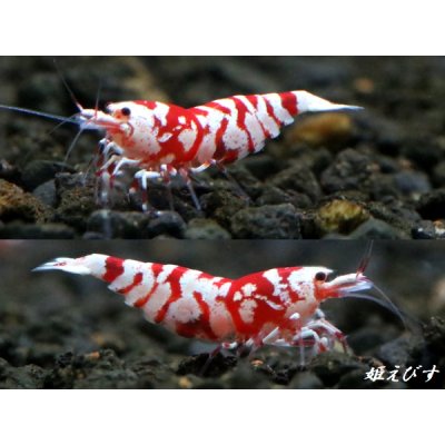 画像1: TigerBee（タイガービー）　抱卵含むトリオ＝３匹（抱卵１、♀１、♂１のセット）　＜その弐＞