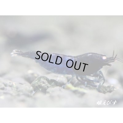 画像2: ブラックダイヤゴールドアイ　２ペア＝４匹　