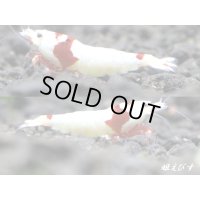 レッドビーシュリンプ【緋桜：Akezakura】　ハイグレード　トリオ＝３匹（♀+♀＋♂）