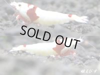 レッドビーシュリンプ【緋桜：Akezakura】　ハイグレード　トリオ＝３匹（♀+♀＋♂）