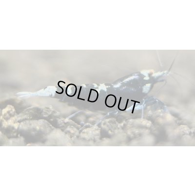 画像3: ＜愛知県・A様　専用購入ページ＞エクリプスオーダー　専用注文ページ