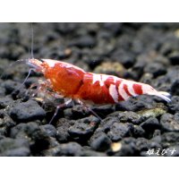 Red ECLIPSE-Rays（レイズ）　ハイグレード抱卵個体（強ライン+タイガー柄ありの現在トップレベル表現個体）