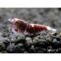 Red ECLIPSE-Rays（レイズ）　抱卵ペア＝２匹（強ラインペア！）