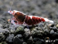 Red ECLIPSE-Rays（レイズ）　抱卵ペア＝２匹（強ラインペア！）