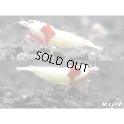 画像2: レッドビーシュリンプ【緋桜：Akezakura】　ハイグレード　トリオ＝３匹（♀+♀＋♂）