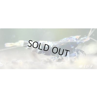 画像4: ＜愛知県・A様　専用購入ページ＞エクリプスオーダー　専用注文ページ