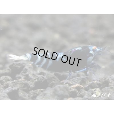 画像2: ＜愛知県・A様　専用購入ページ＞エクリプスオーダー　専用注文ページ