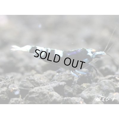 画像3: ＜愛知県・A様　専用購入ページ＞エクリプスオーダー　専用注文ページ