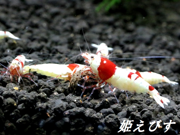 レッドビーシュリンプ【緋桜：Akezakura】　３ペア＝６匹