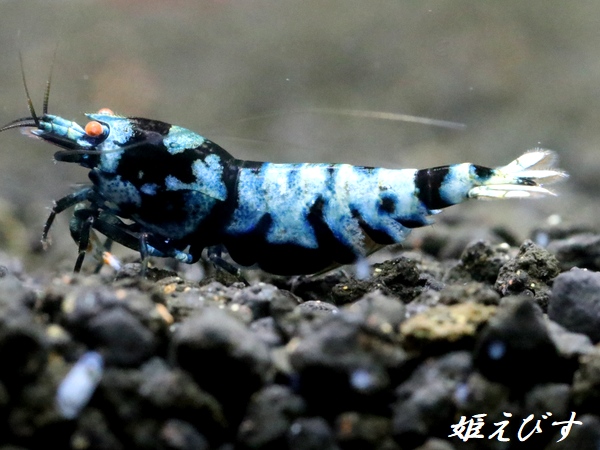 ＜＜限定出品！！＞＞Black ECLIPSE Shrimp(ブラックエクリプス）　抱卵ペア＝２匹　（ブルー発色の極上グレード個体！！）
