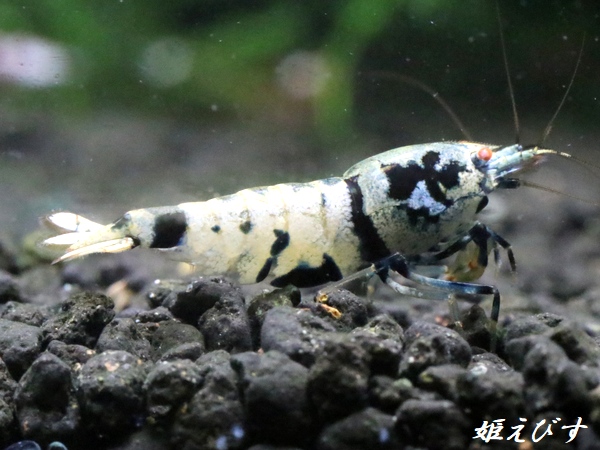 Black ECLIPSE Shrimp(ブラックエクリプス）　即戦力♀+若♀の２匹　＜ミドルグレード＞