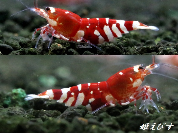 SARASA　Tiger（サラサタイガー）抱卵含むトリオ＝３匹　　（赤勝ちのオススメの３匹です！！）