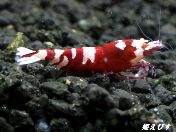 Red ECLIPSE Shrimp(レッドエクリプス）　抱卵ペア＝２匹　（ミドルグレード）＜認証ステッカー付き＞