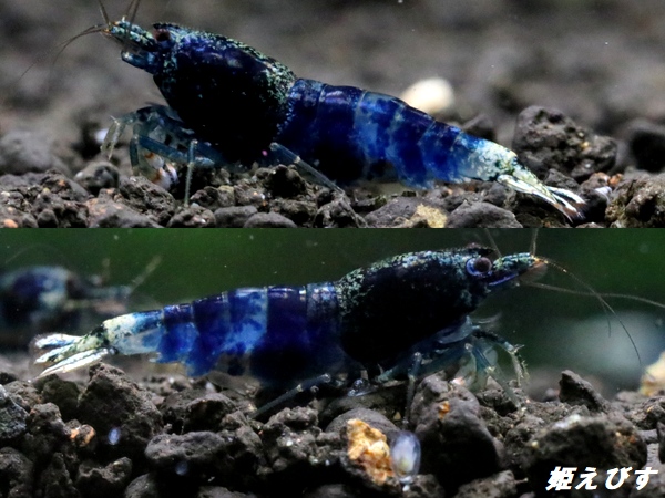サムライブルー　抱卵含むトリオ＝３匹　＜ハイグレード個体をチョイス＞