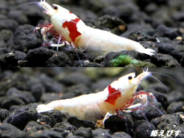 レッドビーシュリンプ【モスラ血統】　抱卵含むトリオ＝３匹　（モスラ出現確率80％以上の血統です）