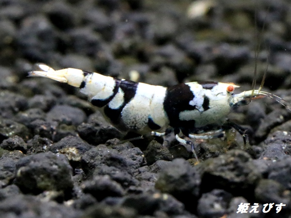 Black ECLIPSE Shrimp(ブラックエクリプス）　エントリーグレード抱卵ペア＝２匹＜認証ステッカー付き＞