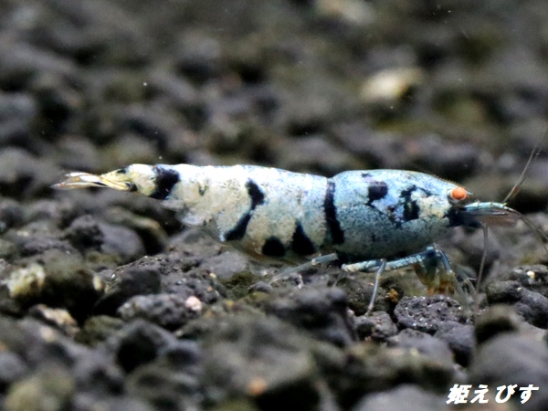 Black ECLIPSE Shrimp(ブラックエクリプス）　ハイグレードペア＝２匹　＜認証ステッカー付き！＞