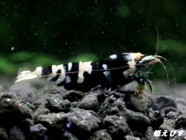 Black ECLIPSE Shrimp(ブラックエクリプス）　抱卵ペア＝２匹　＜ミドルーハイグレード＞　＜認証ステッカー付き＞