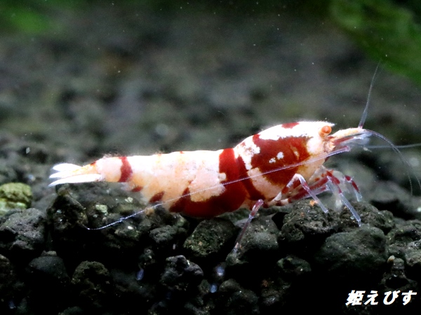 Red ECLIPSE Shrimp(レッドエクリプス）　ミドルグレード抱卵ペア＝２匹　＜認証ステッカー付き＞