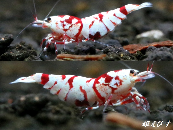 TigerBee（タイガービー）　抱卵含むトリオ＝３匹（抱卵１、♀１、♂１のセット）　＜その壱＞