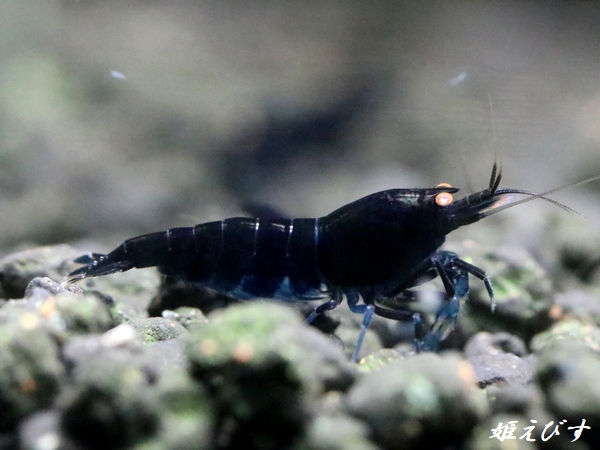 ブラックダイヤゴールドアイ　２ペア＝４匹　