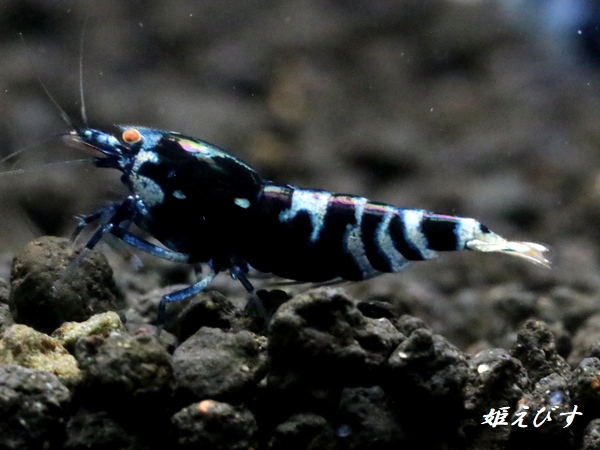 Black ECLIPSE-Rays（レイズ）　ハイグレードペア＝２匹＜認証ステッカー付き＞