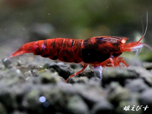 レッドダイヤゴールドアイ　即戦力２ペア＝４匹