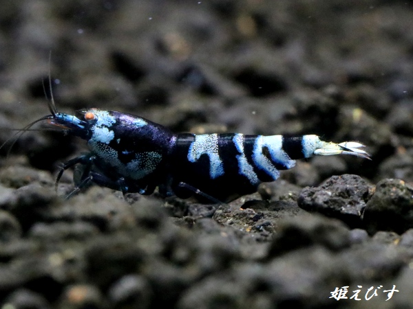 パープル Black ECLIPSE Shrimp(ブラックエクリプス）　ハイグレード抱卵♀個体＜認証ステッカー付き＞