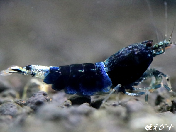 サムライブルー　２ペア＝４匹