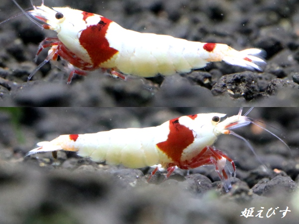 レッドビーシュリンプ【緋桜：Akezakura】　ハイグレード　トリオ＝３匹（♀+♀＋♂）