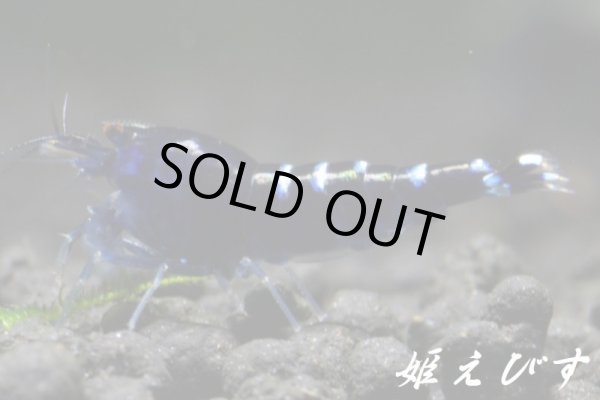 画像1: クラウドシュリンプ (1)