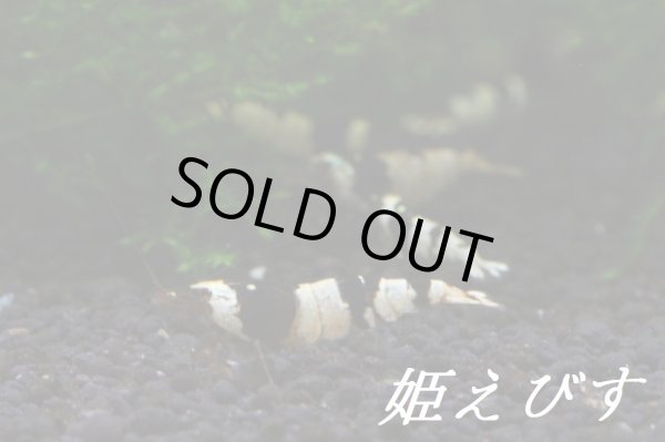 画像2: ブラックビーシュリンプ（Ｌｏｗグレード）１匹 (2)