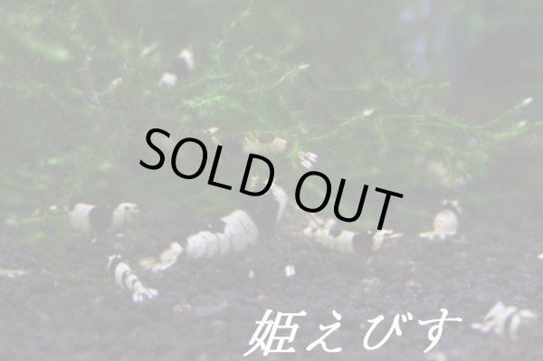 画像3: ブラックビーシュリンプ（Ｌｏｗグレード）１匹 (3)