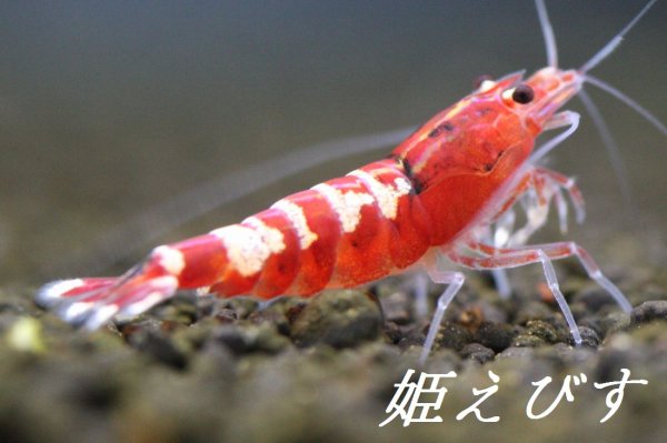 画像3: レッドカオスシュリンプ (3)