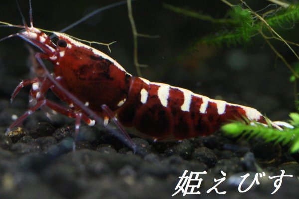 画像3: レッドカオス　Custom”Ｌ”　（Highグレード）１匹 (3)