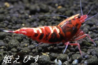 進化したNEW えび天 ソイル 5L入り×5袋セット（合計25リットル）