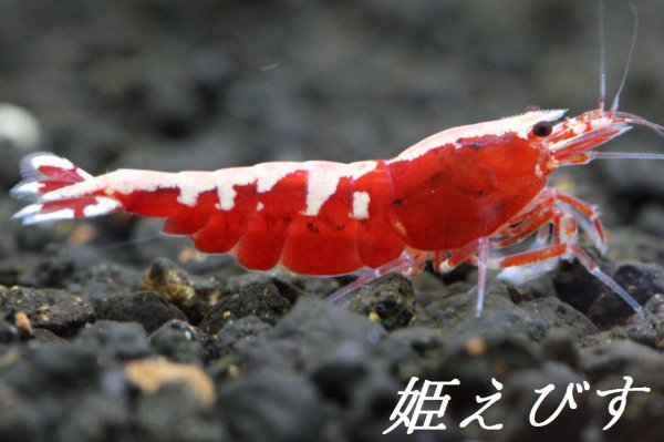 画像2: レッドカオス　Custom”Ｌ”　（Highグレード）１匹 (2)