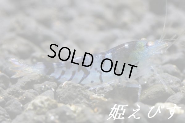 画像3: ゴールデンアイシュリンプ（１匹） (3)