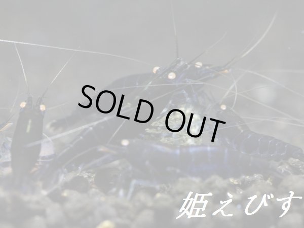 画像2: ブラックダイヤゴールドアイ（５匹） (2)